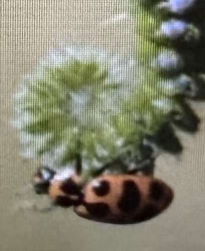 Spotted Pink Lady Beetle