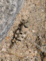 Cibolacris parviceps