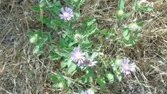 Centaurea pullata