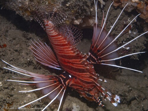Pterois antennata observed 2026-10-25