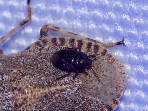 Two-lined Burrowing Bug