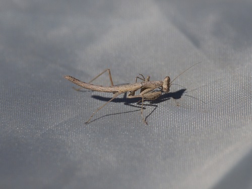 American Ground Mantises