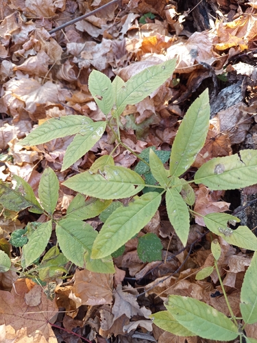 Mercurialis perennis observed 2026-10-25