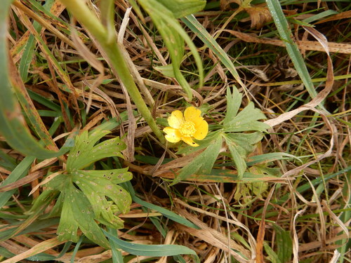 Ranunculus acris observed 2026-10-25