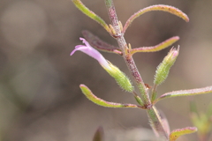 Hedeoma drummondii