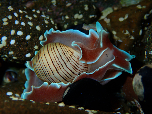 Hydatina physis observed 2026-10-25