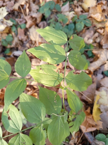 Lathyrus vernus, 2026-10-25