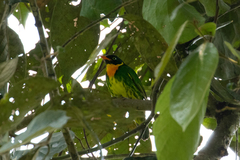 Masked Fruiteater photo 2