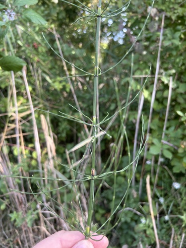 Equisetum ramosissimum observed 2026-10-25