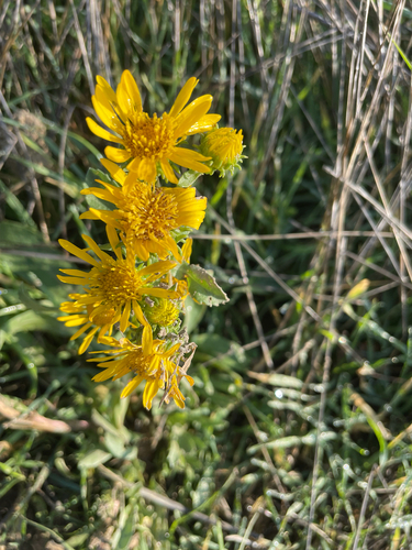 Grindelia squarrosa, 2026-10-25
