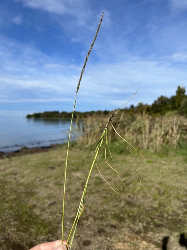 Sporobolus indicus observed 2026-10-25