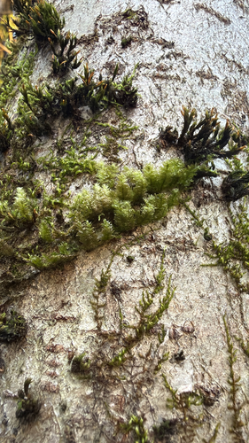 Neckera pennata observed 2026-10-25