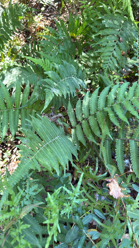 Christella dentata observed 2026-10-24