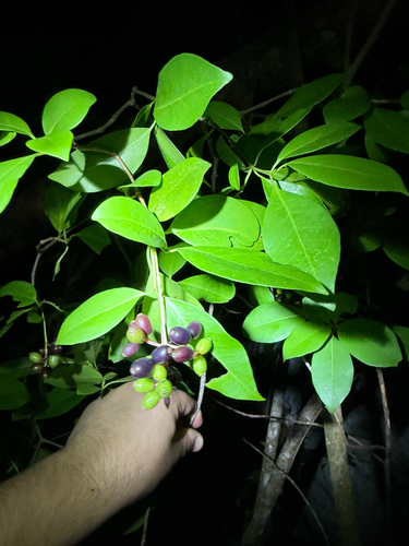 Pisonia observed 2026-10-24