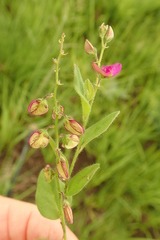 Polygala hispida