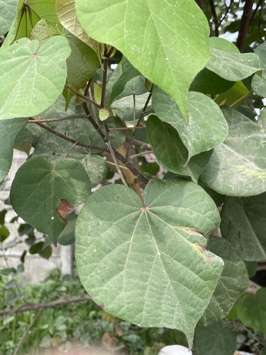 Talipariti tiliaceum observed 2026-10-25