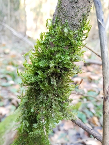 Neckera pennata observed 2026-10-25