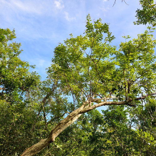 Lagerstroemia observed 2026-10-25