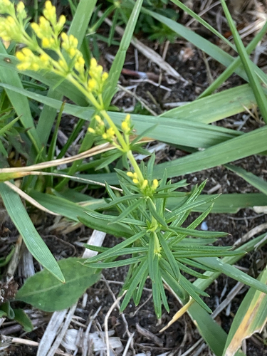 Galium verum observed 2026-10-25