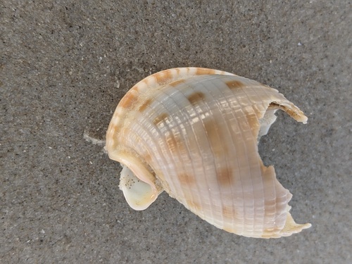 Phalium granulatum granulatum, 2026-10-11