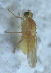Chyromya