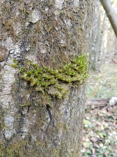 Neckera pennata observed 2026-10-25