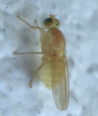 Chyromya