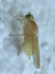 Chyromya