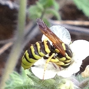 Pseudomasaris coquilletti