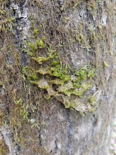 Neckera pennata observed 2026-10-25