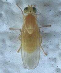 Chyromya