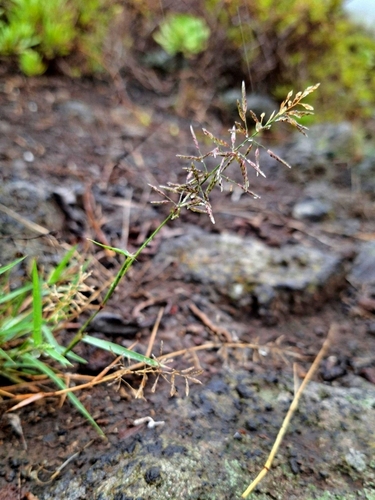 Eragrostis barrelieri observed 2026-10-18