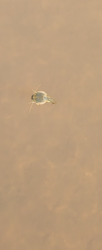 Longtail Tadpole Shrimp