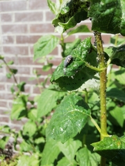 Coccinella septempunctata