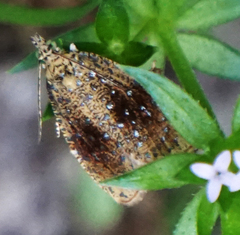Olethreutes astrologana