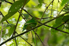 Masked Fruiteater photo 3