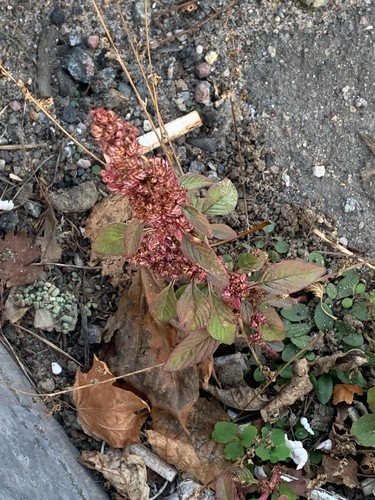 Amaranthus retroflexus observed 2026-10-25