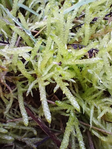 Pseudoscleropodium purum observed 2026-10-25