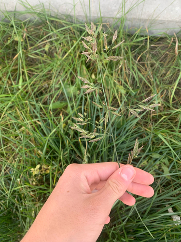 Lolium arundinaceum observed 2026-10-25