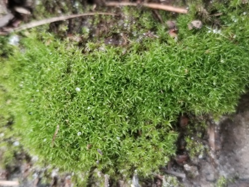Ceratodon purpureus observed 2026-10-25