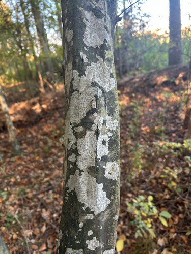 Carpinus caroliniana, 2026-10-25