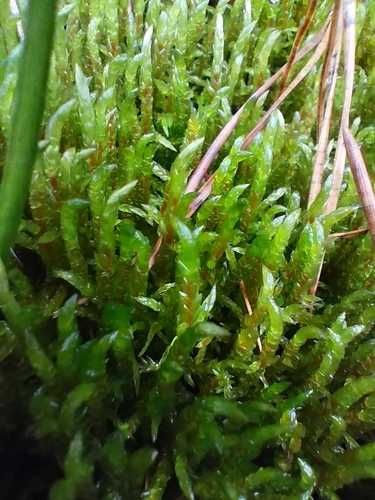 Pleurozium schreberi observed 2026-10-25