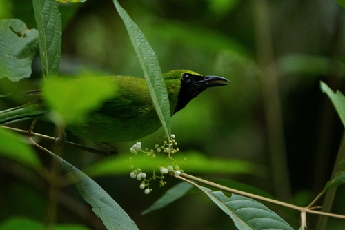 Chloropsis sonnerati observed 2026-08-25