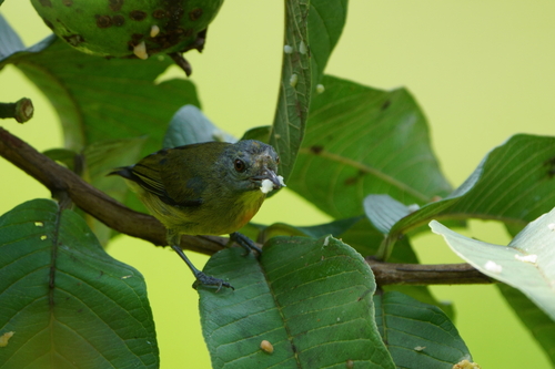 Prionochilus xanthopygius observed 2026-08-25