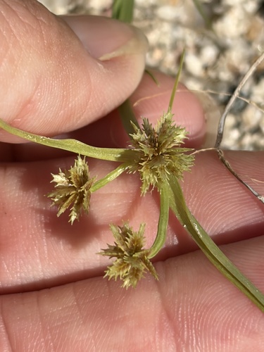 Cyperus squarrosus observed 2026-10-24