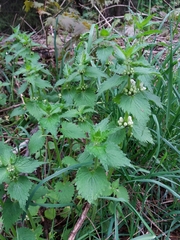 Lamium album