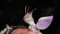 Lupinus excubitus austromontanus