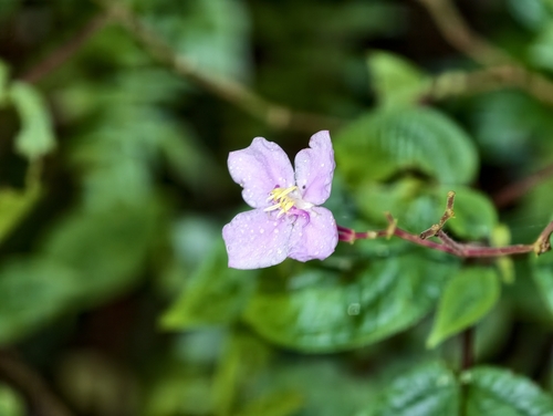 Bredia hirsuta observed 2026-10-25