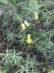 Oenothera serrulata