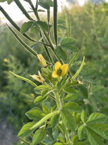 Arivela viscosa observed 2026-10-25